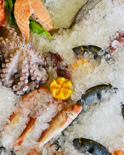 logicexports fish ocean octopus